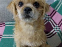 Baba pekinez anne terrier kızımız 4 aylık