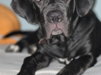 4 aylık dişi cane corso