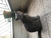 British Shorthair