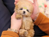 KORE KANI MUKEMMEL MALTIPOO BEBEKLERİMİZ