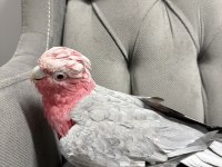 YAVVRU GÜL KAKADU PAPAĞANI
