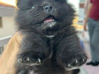 POMERANİAN BOO YAVRULARIM YUVALARINI ARIYORLAR