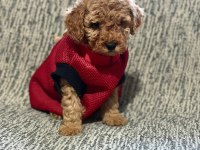 Toy poodle köpeği