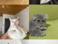 3 nesildir bende olan ailenin göz bebekleri