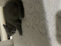 2 aylık yavru british shorthair kedimiz satılıktır