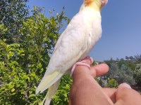 El besleme evcil bebekler