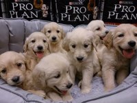 Bebek Yüzlü Golden Retriever Yavruları