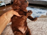 Toy poodle yavruları