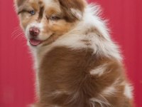Çok iyi border collie yavruları