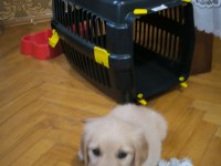Yavru golden köpeğimiz yeni sahibini bekliyor