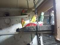 Hobi üretimden sevda papağanı