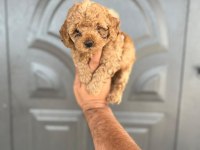 Toy Poodle Yavrular