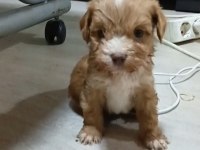 Anne altından o orjinal maltipoo bebekler