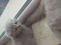 3 aylık scottish fold