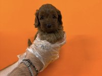 MALTİPOO IRK SAĞLIK GARANTİLİ YAVRULARIMIZ