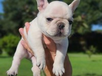 HARİKA ANATOMİ EGZOTİK FRENCH BULLDOG