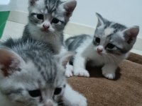 Sağlık british shorthair silver tabby