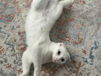 Dişi scottish fold