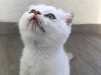 Safkan Scottish fold dişi mavi gözlü kedimiz