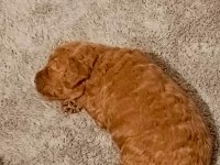 Toy poodle 50 günlük