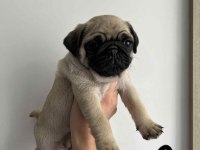 Gül kuyruk Hamburger surat Pug Mops