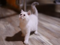 SAFKAN ERKEK KEDİMİZ SAHİBİNİ ARIYOR
