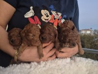 Kaliteli Orjinal Koyu Korekan Poodle Yavrularımız