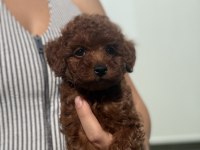 Poodle Prenses