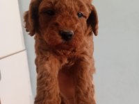 A Kalite Toy Poodle Yavrusu Tam Bir Oyuncak Ayı