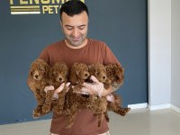 Efsane kalite toy Poodle yavrular Ankara mağazamızda 