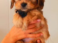 55 Günlük Maltipoo Yavrusu Kıvırcık Tüylü