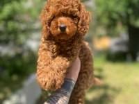 Tatlı Poodle Yavru Köpeklerimiz