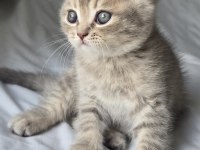 Minik Pamuk Gibi Yavrularımız British Longhair