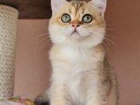 Golden A kalite british shorthair yavrular