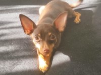 1.5 yaşında dişi pinscher