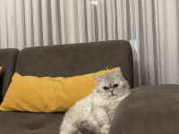1 yaşında aslan chinchilla kedimiz