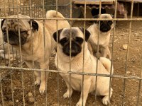 İki dişi ve bir erkek pug