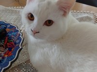 Ücretsiz sahiplendirilecek british shorthair