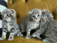 YAVRU SCOTTİSH FOLD KEDİLER