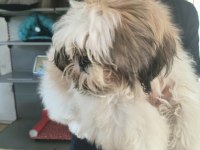 Dişi köpek çok şirin shih tzu