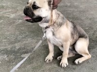 Sevimli kızım şirin french bulldog