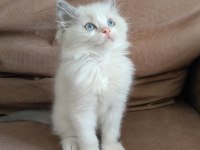 SECERELİ RAGDOLL YAVRULAR