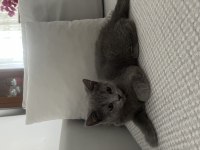 3 aylık british shorthair erkek yavrumuza yuva arıyoruz