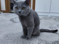 BRİTİSH SHORTHAİR YAVRU KEDİMİZ
