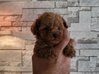 Red Toy Poodle