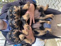Üst Vasıf Rottweiler Bebekler