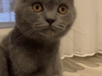 British shorthair kedimiz