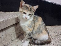 ESKİSEHİR ACİL 3 aylık calico yavrular