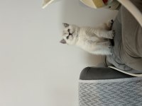 British shorthair kedimiz