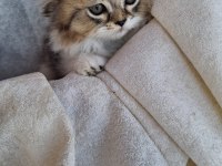 Scottish fold ve british shorthair yavrularımız